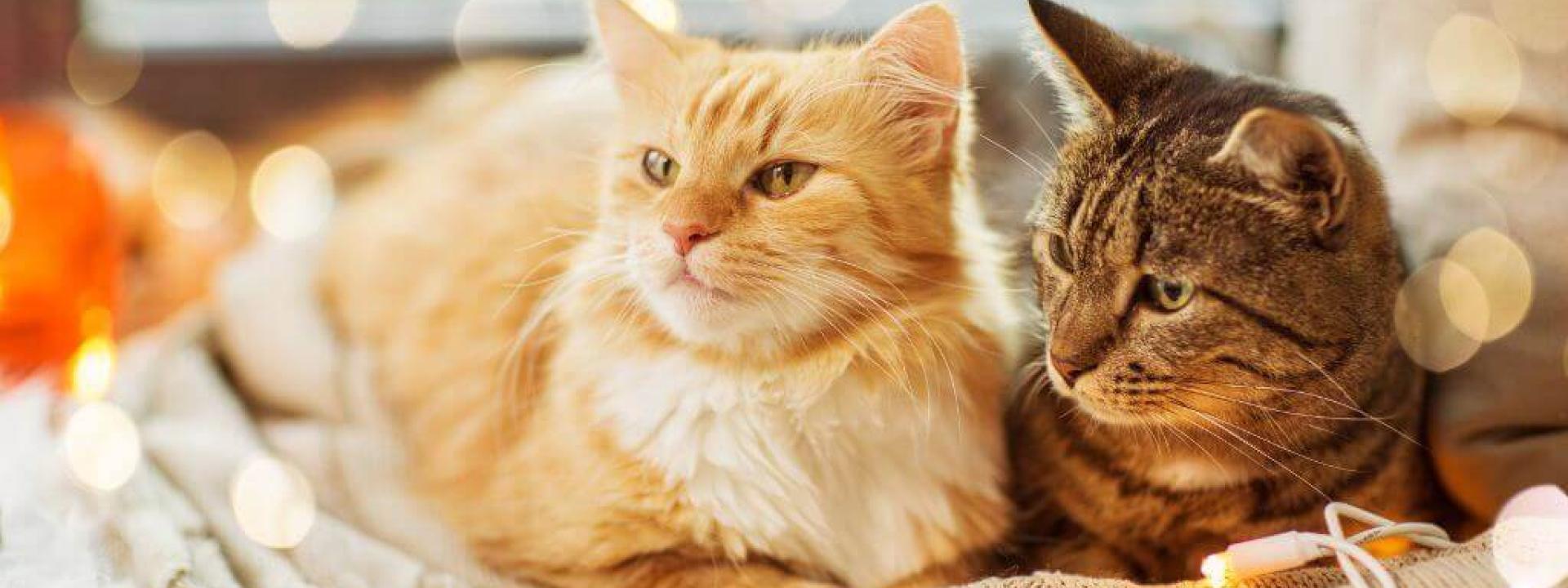 Does My Cat Need a Friend?