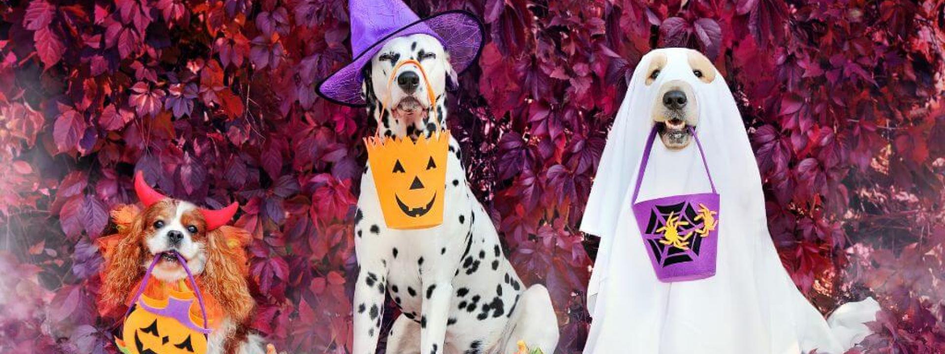 Dogs of various sizes dressed up in Halloween costumes