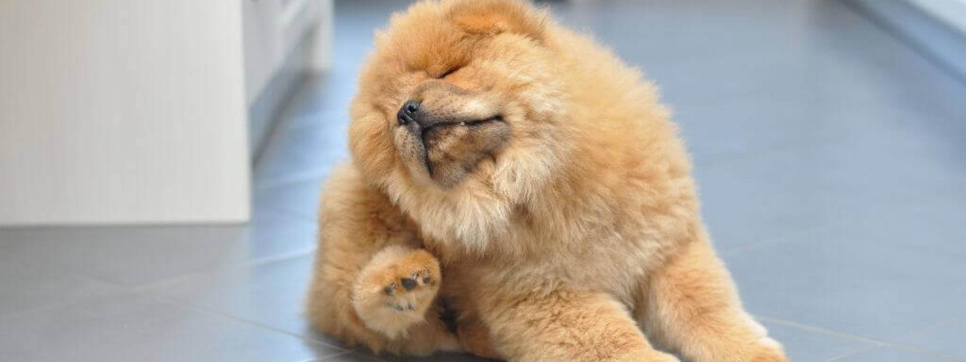 Puppy chow scratching at ear from allergies.