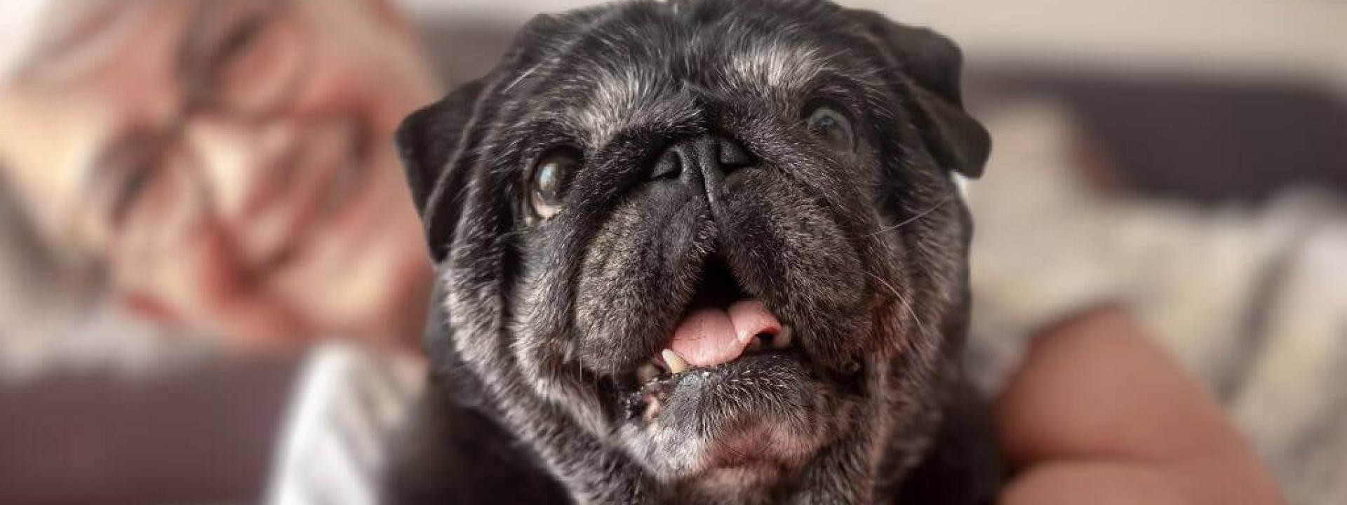 Senior black pug and owner smiling at camera.