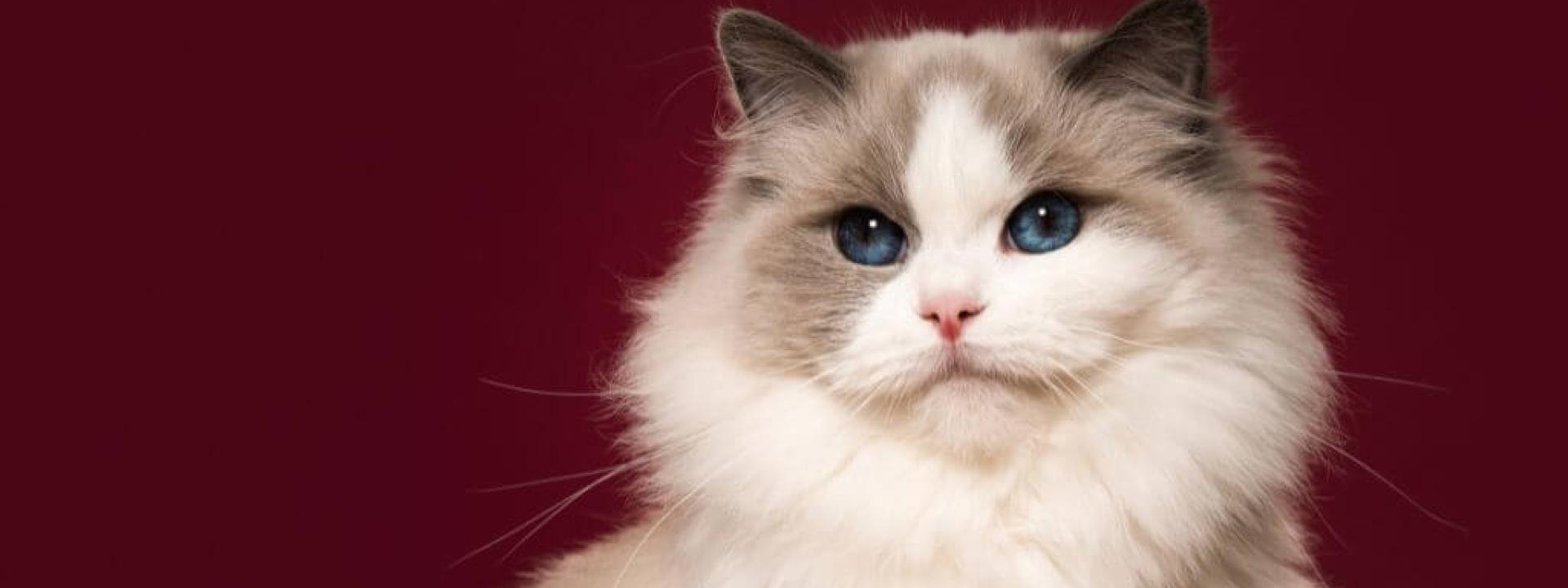 A ragdoll cat, a great pet for first-time cat owners