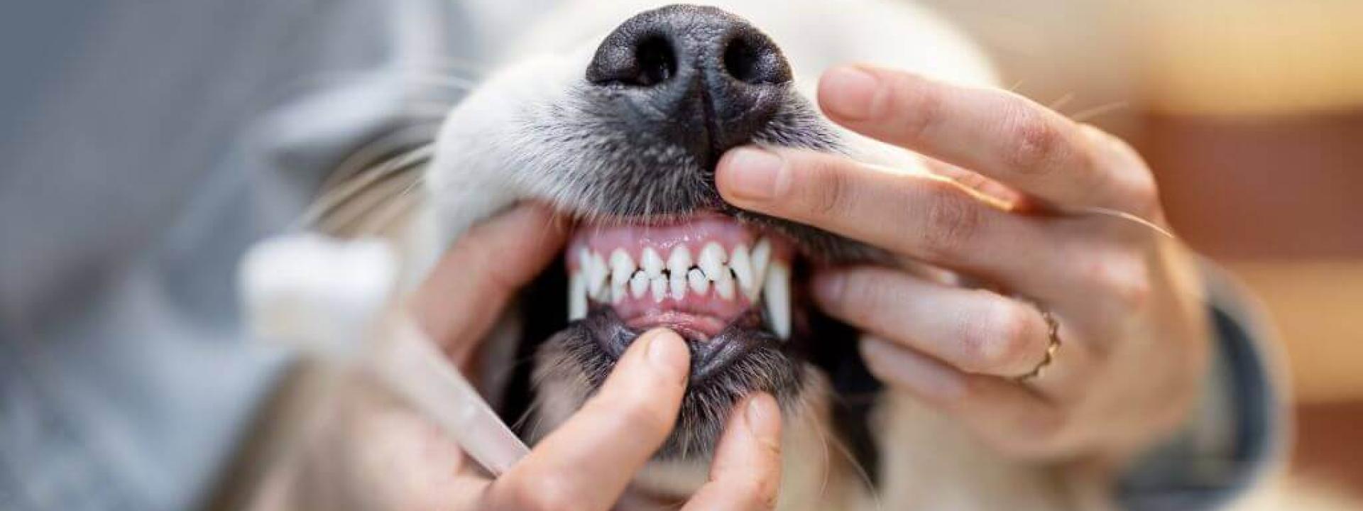 Golden Retriever mouth open during dental exam at veterinarian.