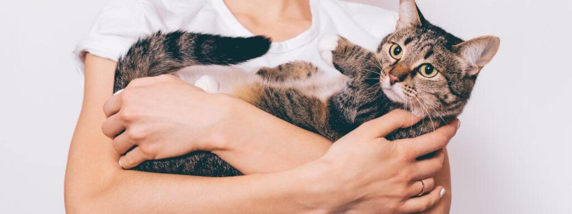 An owner holding their new cat
